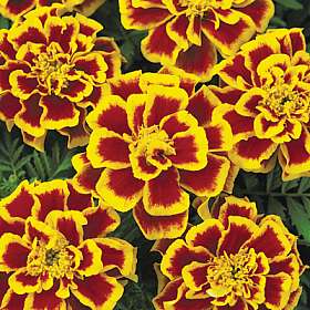 French Marigolds